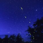 Fireflies