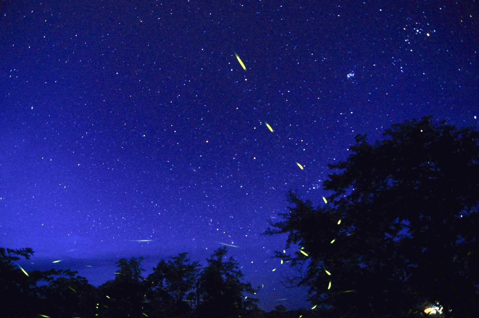 Fireflies