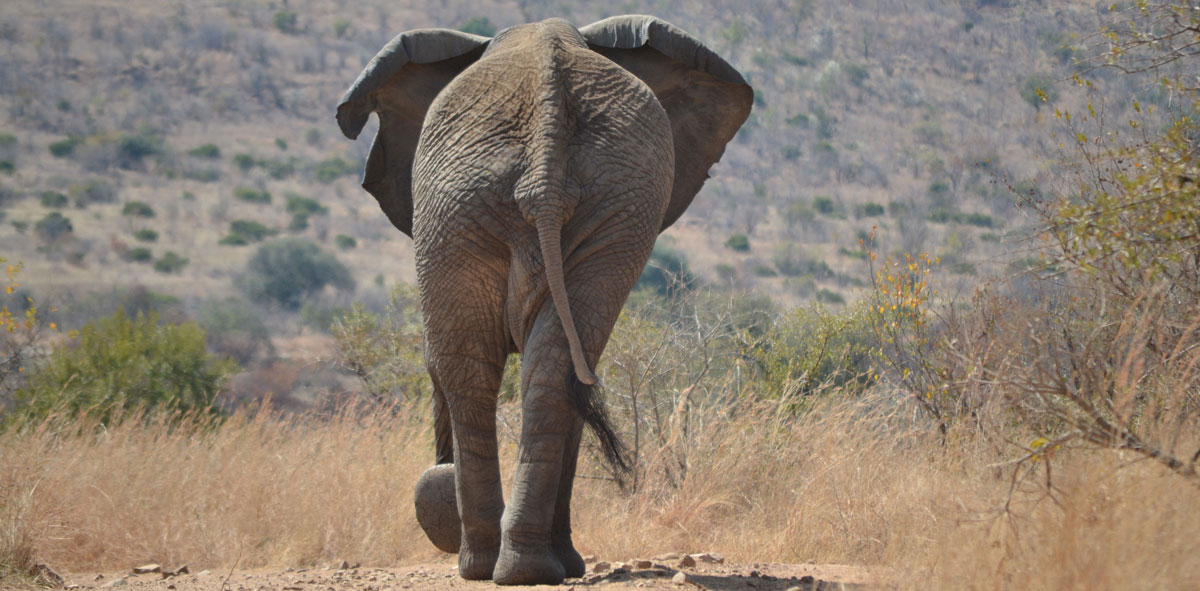 Elephant walking in Malawi