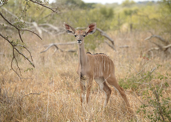Buck on Safari in Malawi